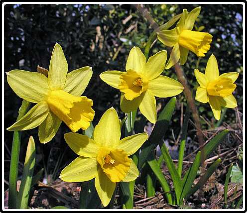 263: NarcisPA3260611<br>26-03-2003