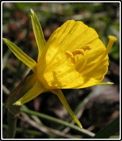 165: NarcisPE4130768<br>13-04-2003