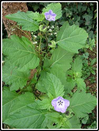 264: NicandraP9262959<br>26-09-2003