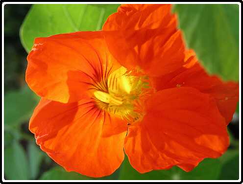 267: OostindischeKersP6292141<br>29-06-2003