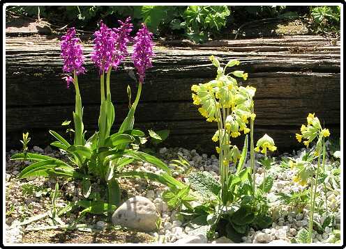 270: OrchisPA5041204<br>04-05-2003