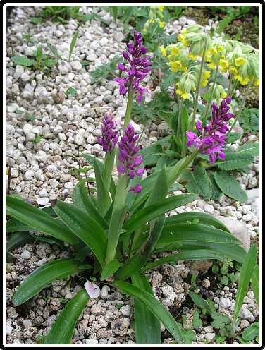 268: OrchisPB4301142<br>30-04-2003