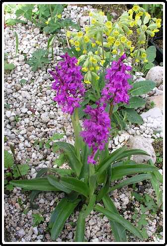 269: OrchisPC5041189<br>04-05-2003