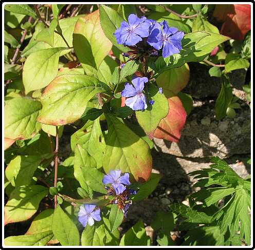 71: PCerastostigma8032583<br>03-08-2003