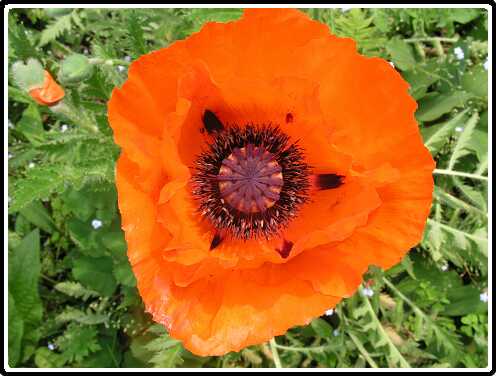 278: PapaverOrientalisP6031664<br>03-06-2003