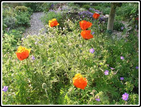 279: PapaverOrientalisPA5311503<br>31-05-2003