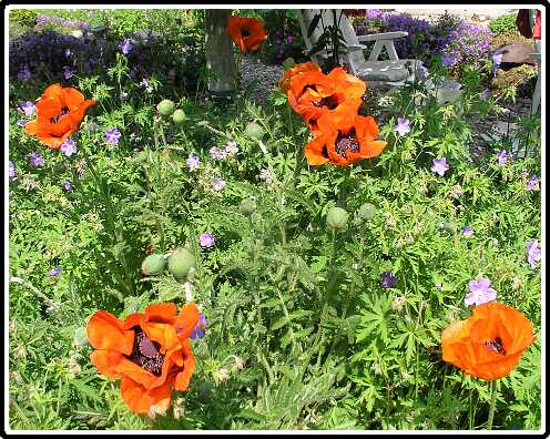 280: PapaverOrientalisPB5311457<br>31-05-2003