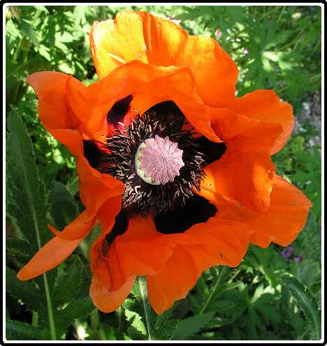281: PapaverOrientalisPE5301452<br>30-05-2003