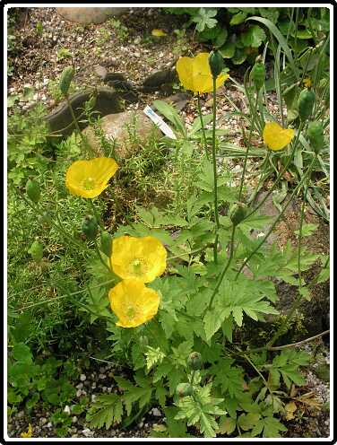 275: PapaverP6081771<br>08-06-2003