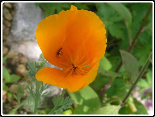 276: PapaverP6091802<br>09-06-2003