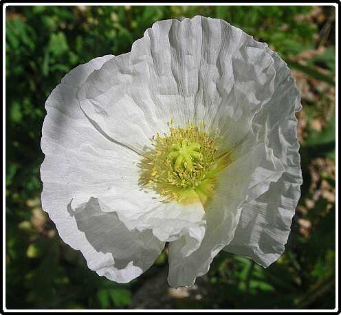 277: PapaverP6091806<br>09-06-2003