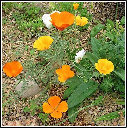 274: PapaverP6282081<br>28-06-2003