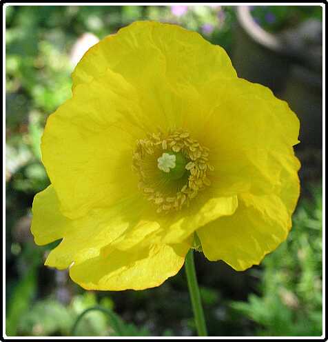 273: PapaverPB5041209<br>04-05-2003