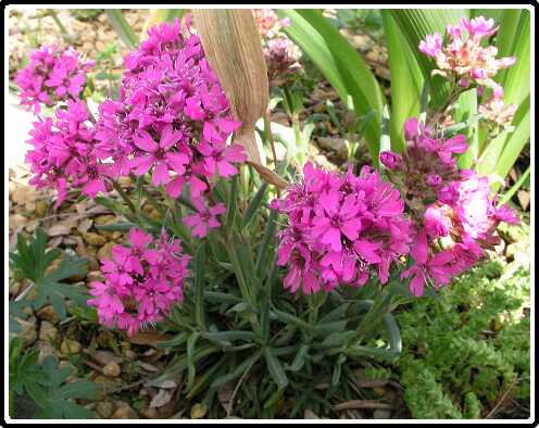 284: PekAnjerP5041186<br>04-05-2003