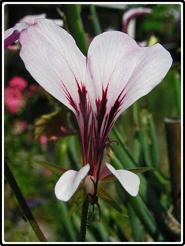 287: PelagoniumP8032582<br>03-08-2003