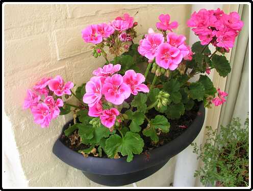 285: PellargoniumP6151886<br>15-06-2003