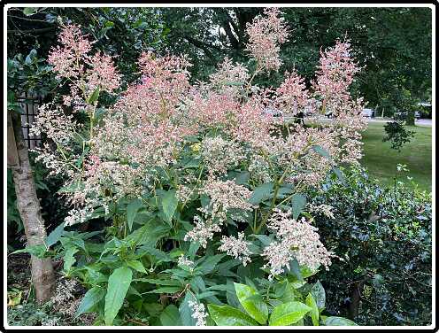 283: Persicaria_Polymorpha<br>10-08-2024