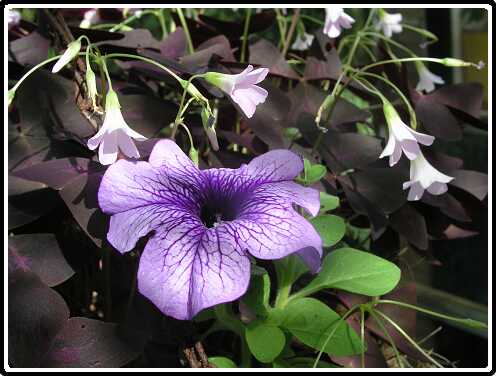 288: PetuniaP9272991<br>27-09-2003