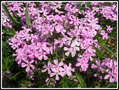 289: PhloxP4230993<br>23-04-2003