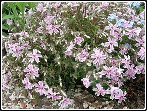290: PhloxP4301112<br>30-04-2003