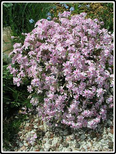 293: PhloxP5071260<br>07-05-2003