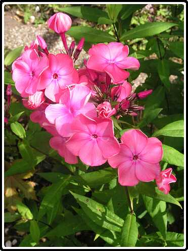 291: PhloxP713B2383<br>13-07-2003