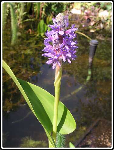 294: PijlKruidP7192393<br>19-07-2003