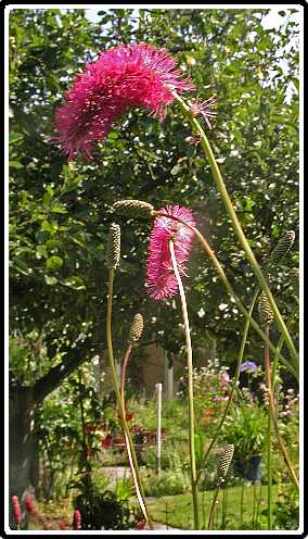 295: PimpernelP7212421<br>21-07-2003