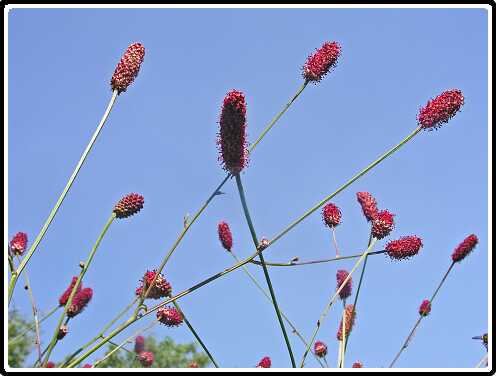 296: PimpernelP7212422<br>21-07-2003