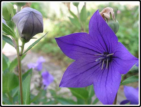 297: PlatycodonP7212419<br>21-07-2003