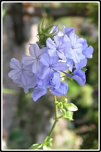 298: PlumbagoP8072630<br>07-08-2003