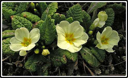 313: PriP3250597<br>25-03-2003