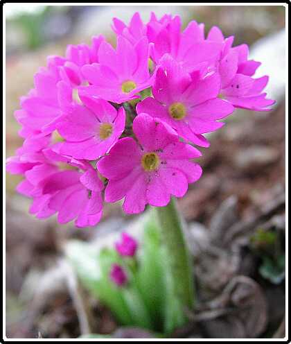 309: PriP4010683<br>01-04-2003