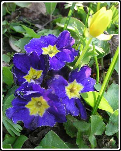 303: PriP4140807<br>14-04-2003