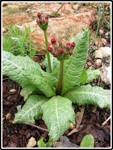 305: PriP4301097<br>30-04-2003