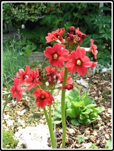 306: PriP5071262<br>07-05-2003