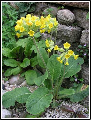 307: PriP5111302<br>11-05-2003