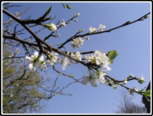 321: PruimP4140783<br>14-04-2003