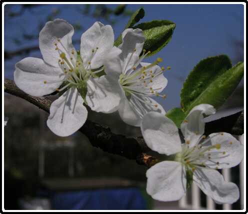 320: PruimP4150856<br>15-04-2003