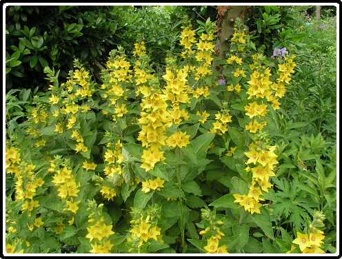 323: PuntWederikP6081762<br>08-06-2003