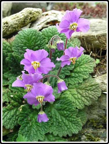 324: RamonaPA5201350<br>20-05-2003