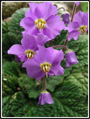 325: RamonaPB5201348<br>20-05-2003