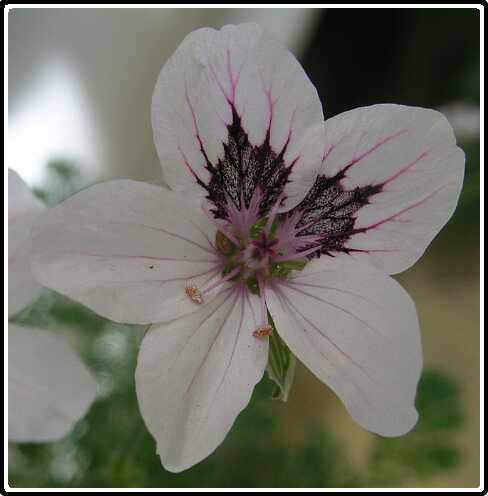 326: ReigersbekP5041201<br>04-05-2003