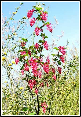 330: RibusP4140776<br>14-04-2003