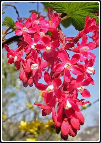 329: RibusP4150853<br>15-04-2003