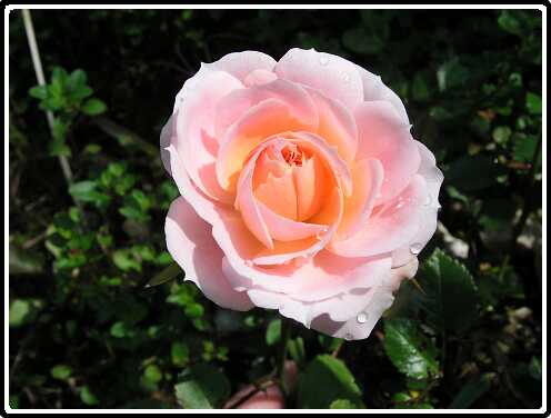 331: RoosP6031655<br>03-06-2003