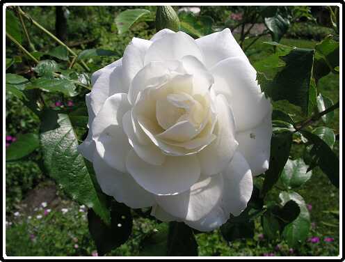 342: RoosP6061713<br>06-06-2003