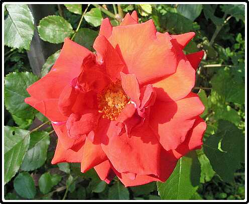 343: RoosP6061715<br>06-06-2003