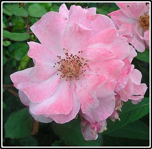 334: RoosP6071745<br>07-06-2003