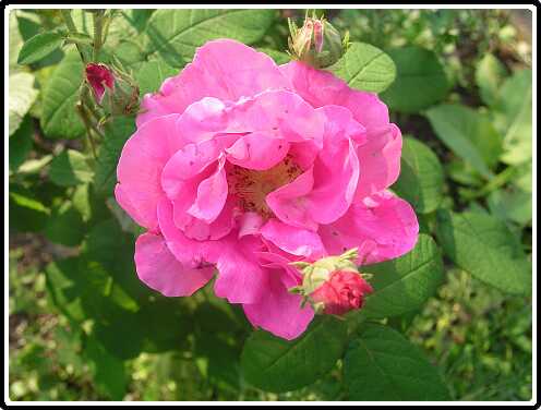 345: RoosP6071748<br>07-06-2003